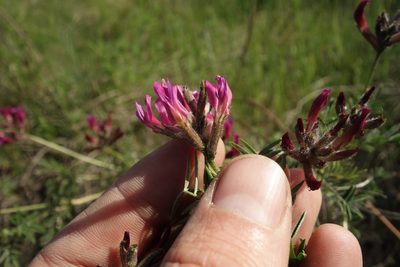 Astragalus cornutus, photographed by Aleksei Baushev