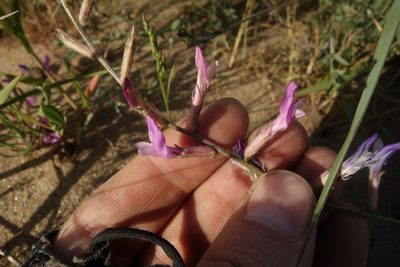Astragalus varius, photographed by Aleksei Baushev