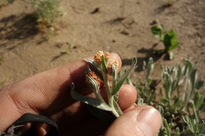 Helichrysum arenarium, photographed by Aleksei Baushev