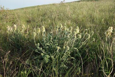 Hedysarum grandiflorum, photographed by Aleksei Baushev