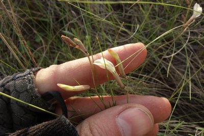 Astragalus ucrainicus, photographed by Aleksei Baushev