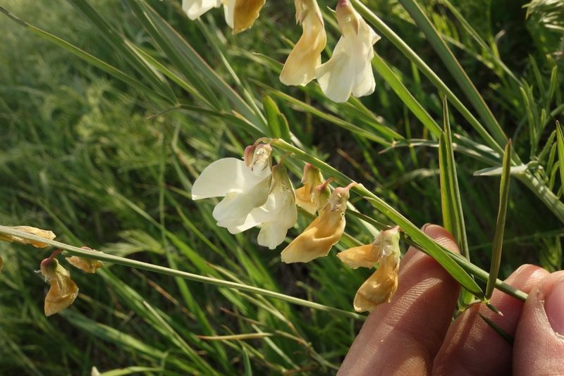 Lathyrus pannonicus, photographed by Aleksei Baushev