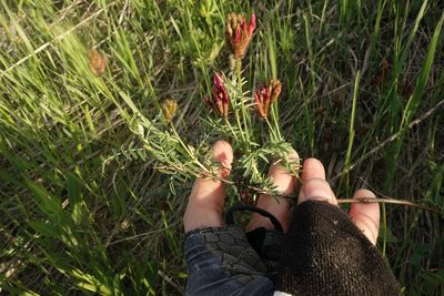 Astragalus cornutus, photographed by Aleksei Baushev