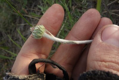 Jurinea arachnoidea, photographed by Aleksei Baushev