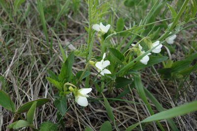Viola accrescens, photographed by Aleksei Baushev