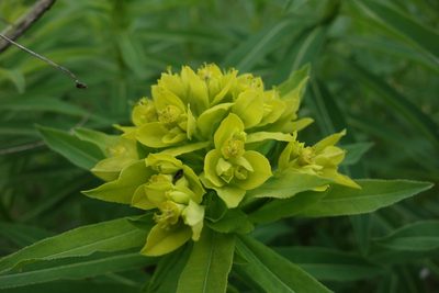 Euphorbia semivillosa, photographed by Aleksei Baushev