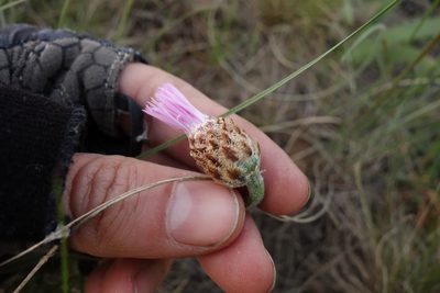 Psephellus marschallianus, photographed by Aleksei Baushev