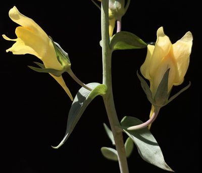 Linaria dalmatica, photographed by mark-groeneveld