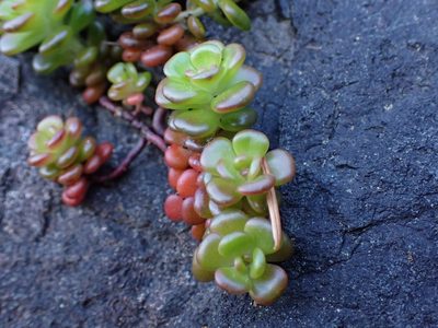 Sedum oreganum, photographed by Randal