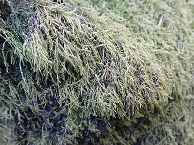 Pseudisothecium stoloniferum, photographed by Randal