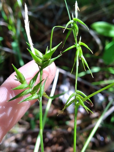 Carex collinsii, photographed by Scott Ward