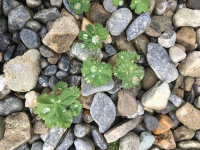 Alchemilla mollis, photographed by B. Phalan
