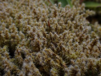 Niphotrichum elongatum, photographed by Randal