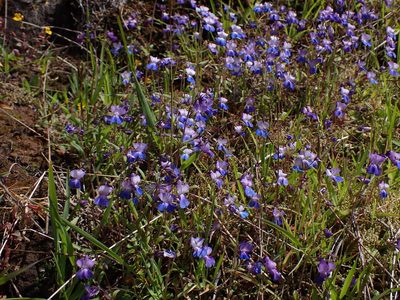 Collinsia grandiflora, photographed by Randal