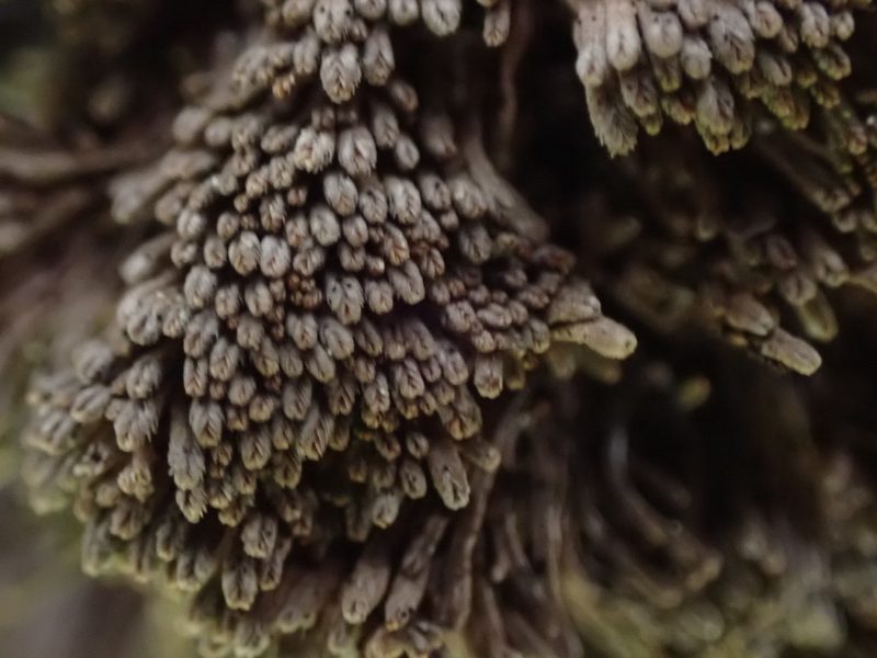 Gymnomitrion obtusum, photographed by Randal