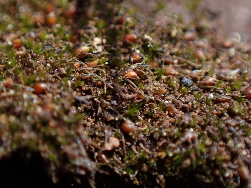 Pleuridium acuminatum, photographed by Randal