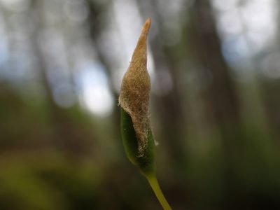 Polytrichastrum alpinum, photographed by Randal