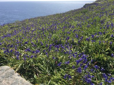 Hyacinthoides non-scripta, photographed by B. Phalan