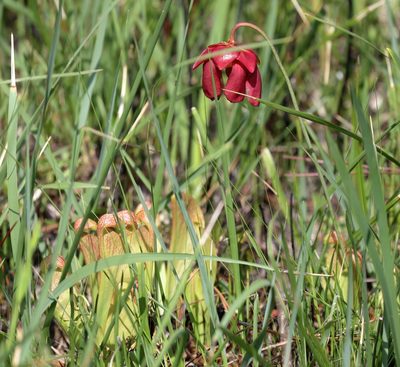 Sarracenia psittacina, photographed by Lauren McLaurin