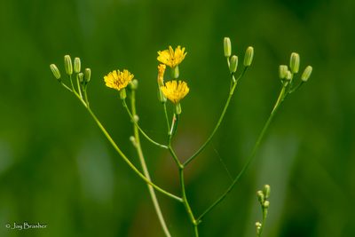 Crepis pulchra, photographed by Jay Brasher