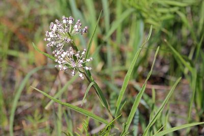Asclepias longifolia, photographed by Lauren McLaurin