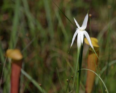 Rhynchospora latifolia, photographed by Lauren McLaurin