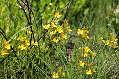 Rhexia lutea, photographed by Lauren McLaurin