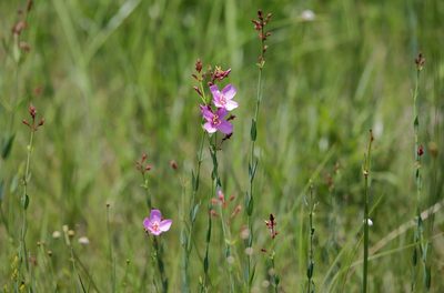 Rhexia alifanus, photographed by Lauren McLaurin