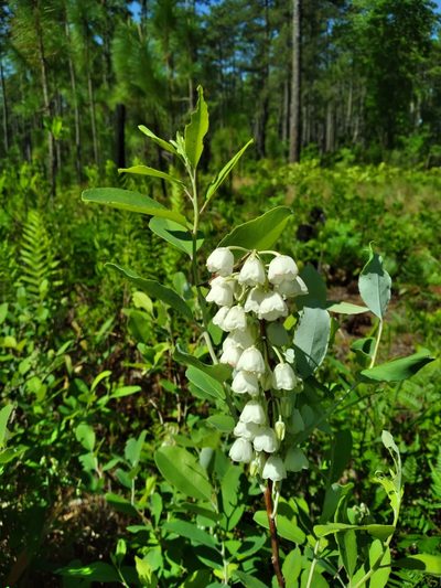 Zenobia pulverulenta, photographed by Scott Ward