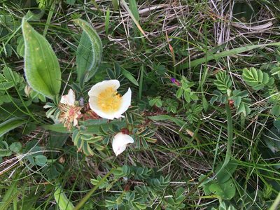 Rosa spinosissima, photographed by B. Phalan