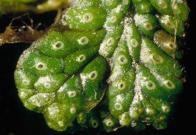 Marchantia macropora, photographed by Peter de Lange