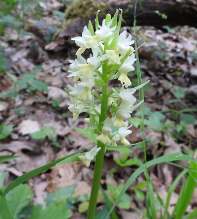 Dactylorhiza romana, photographed by Konstantin Grebennikov