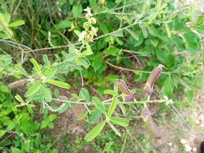 Crotalaria retusa