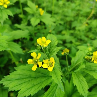 Geum macrophyllum, photographed by Harshjeet Singh Bal
