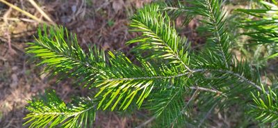 Abies sibirica, photographed by Алексей Ябс