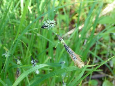 Carex macrochaeta, photographed by mfeaver