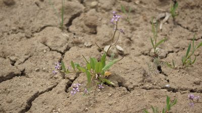 Chorispora tenella, photographed by Дима Орлов