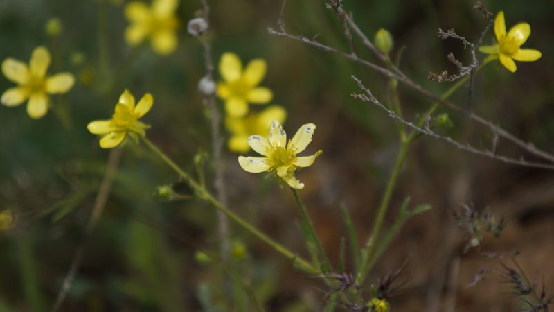 Ranunculus oxyspermus, photographed by Дима Орлов