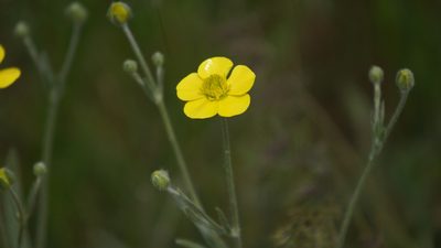 Ranunculus illyricus, photographed by Дима Орлов