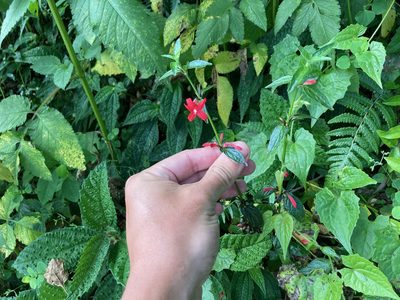 Ruellia coccinea, photographed by Marcos Rodriguez Bobadilla