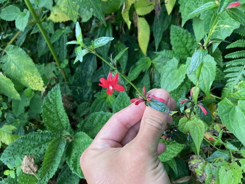 Ruellia coccinea, photographed by Marcos Rodriguez Bobadilla