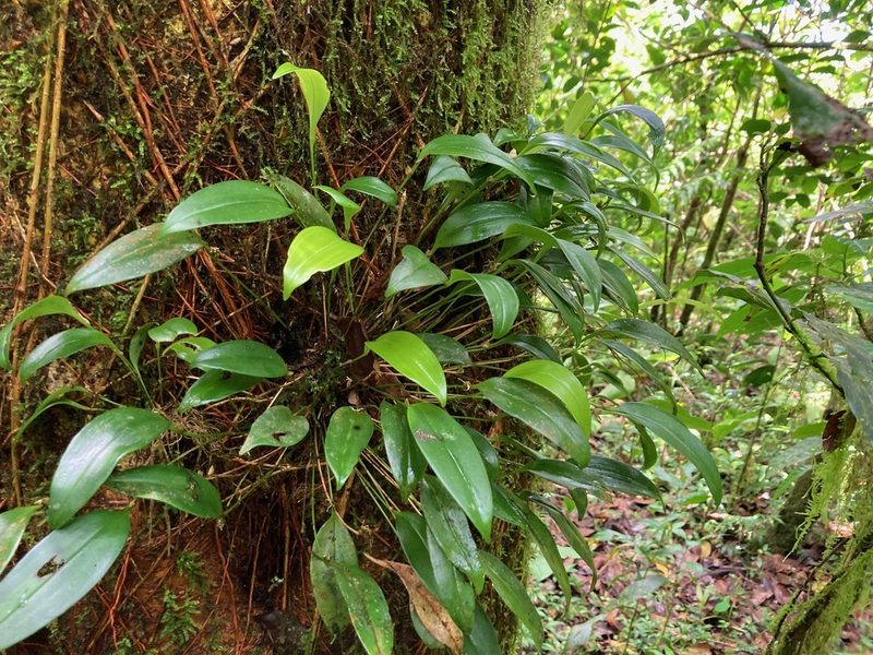 Pleurothallis ruscifolia, photographed by Marcos Rodriguez Bobadilla