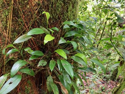 Pleurothallis ruscifolia, photographed by Marcos Rodriguez Bobadilla
