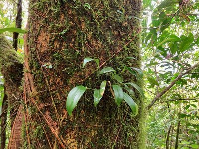 Pleurothallis ruscifolia, photographed by Marcos Rodriguez Bobadilla