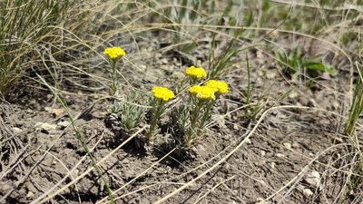 Alyssum lenense