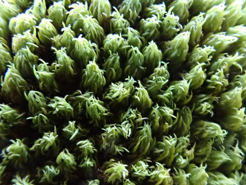 Hypodontium pomiforme, photographed by Jean-Paul Boerekamps