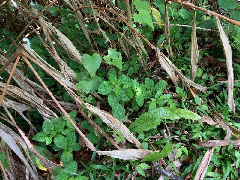 Pilea setigera, photographed by Marcos Rodriguez Bobadilla