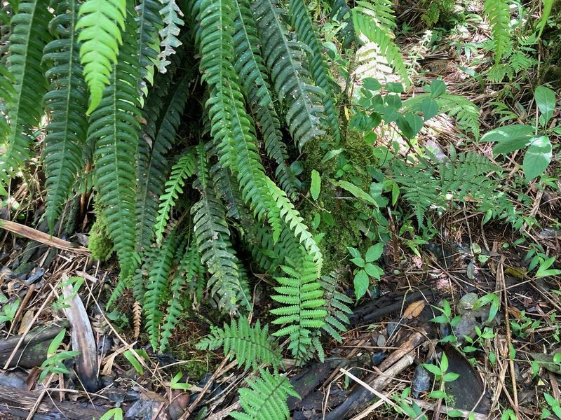 Lomaridium fragile, photographed by Marcos Rodriguez Bobadilla