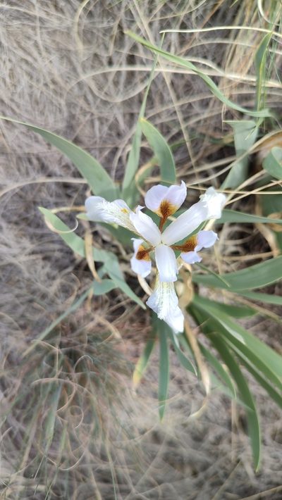 Iris glaucescens, photographed by Svyatoslav Knyazev