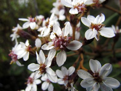 Olearia allomii, photographed by Peter de Lange
